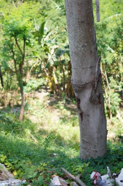 Arka planda çöp ve diğer ağaçların bulunduğu bir ağaç gövdesi.