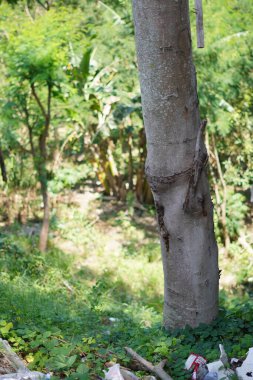 Arka planda çöp ve diğer ağaçların bulunduğu bir ağaç gövdesi.