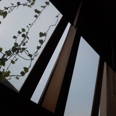 Öğleden sonra pencerenin önünde sarmaşıkların asılı olduğu açık bir kutu penceresi.