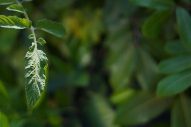 A green leaf hanging down and exposed to sunlight with a blurred foliage background clipart