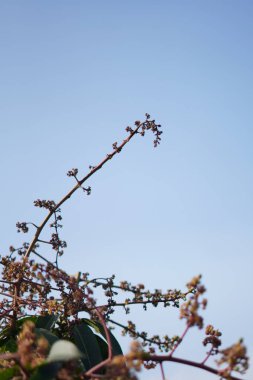 Üzerinde mavi gökyüzü arka planına karşı yükselen bir bitkinin küçük çiçekleri olan pembe bir kök.