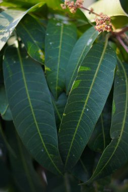 Yapraklar büyük ve uzun, koyu yeşil, birbirine kaynaşmış, taze görünüyor.