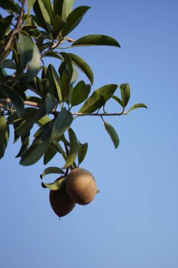 Sapodilla meyvesi hala ağaçta asılı mavi gökyüzü arka planında