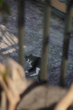 Stray black cat sitting on the roof of a house looking at the camera clipart