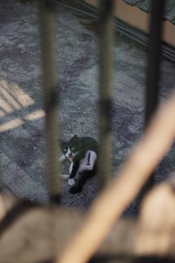 Bir evin çatısında oturan sokak kedisi kameraya bakıyor.