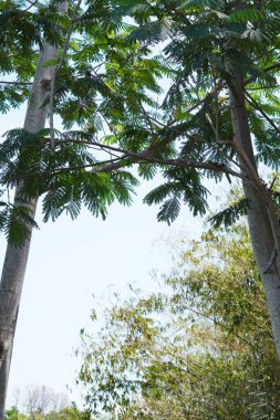 Two tall medium-trunked fern trees with green leaves during a clear daytime sky clipart