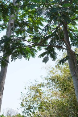 Two tall medium-trunked fern trees with green leaves during a clear daytime sky clipart