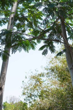 Two tall medium-trunked fern trees with green leaves during a clear daytime sky clipart