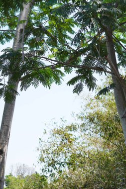 Açık bir gündüz vakti yeşil yapraklı iki uzun boylu eğreltiotu ağacı.