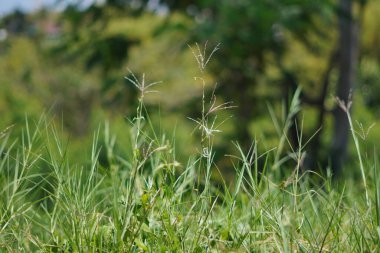 Gün boyu çimenler ve sazlıklar bulanık arkaplanla