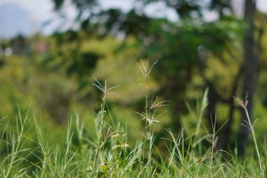 Gün boyu çimenler ve sazlıklar bulanık arkaplanla