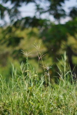 Gün boyu çimenler ve sazlıklar bulanık arkaplanla