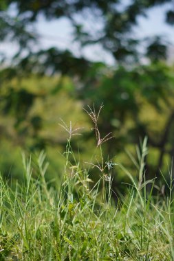 Gün boyu çimenler ve sazlıklar bulanık arkaplanla