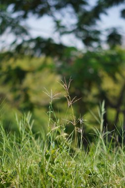 Gün boyu çimenler ve sazlıklar bulanık arkaplanla