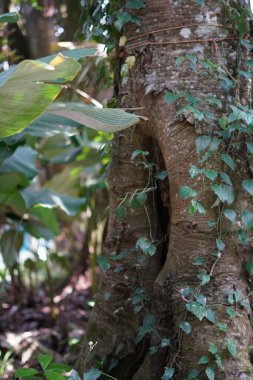 Çalıların arasında bir ağaç gövdesinin ortasında bir delik.