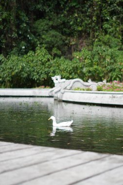 Gün boyunca küçük balıklarla dolu bir gölde yüzen beyaz bir ördek.