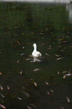 Gün boyunca küçük balıklarla dolu bir gölde yüzen beyaz bir ördek.