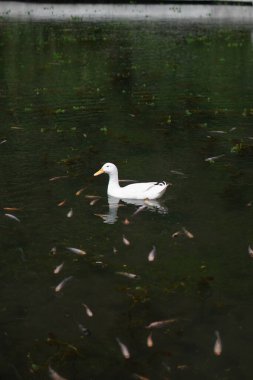 Gün boyunca küçük balıklarla dolu bir gölde yüzen beyaz bir ördek.