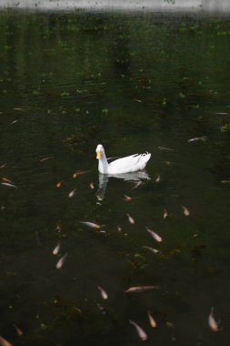 Gün boyunca küçük balıklarla dolu bir gölde yüzen beyaz bir ördek.