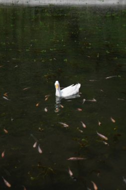 Gün boyunca küçük balıklarla dolu bir gölde yüzen beyaz bir ördek.