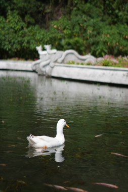 Gün boyunca küçük balıklarla dolu bir gölde yüzen beyaz bir ördek.
