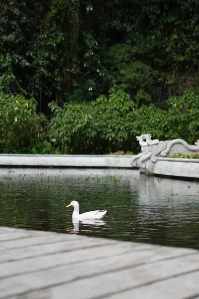 stock image A white duck swimming in a pond filled with small fish during the day