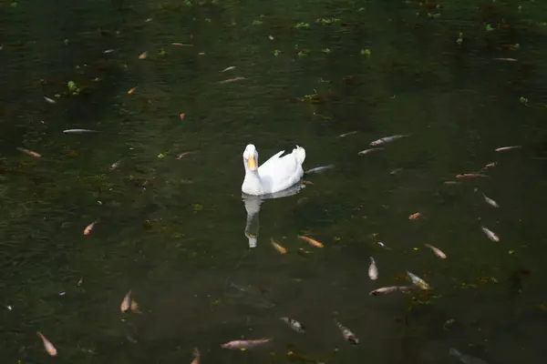 stock image A white duck swimming in a pond filled with small fish during the day