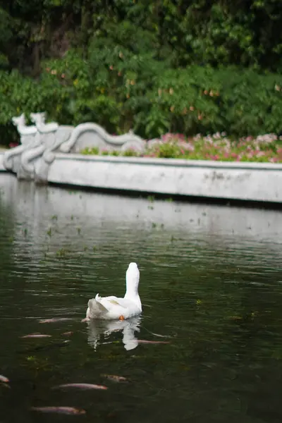 stock image A white duck swimming in a pond filled with small fish during the day