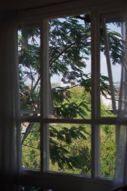 View of trees seen from inside the window during the day clipart