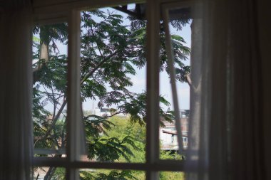 Gün boyunca pencerenin içinden görünen ağaçların görüntüsü