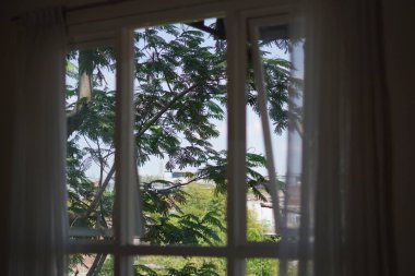 View of trees seen from inside the window during the day clipart