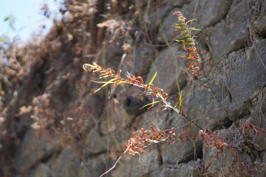 Pitcairnia plants growing between limestone rocks during the day clipart