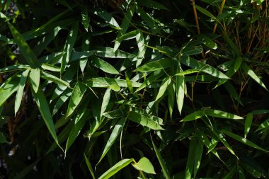 Gün boyunca güneş ışığına maruz kalan uzun yeşil yaprakların arkaplanı
