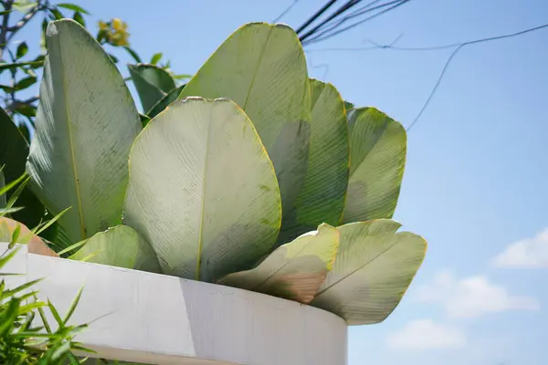 Stock image Banana plants that are a decoration for a modern minimalist garden in a house