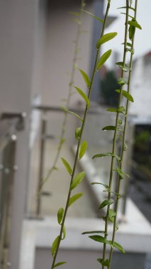 Yağmur yağdığında yağmur damlalarına maruz kalan asılmış bitkilerin yeşil yaprakları