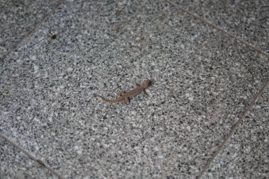 Gri desenli fayanslarda sürünen bir kertenkele.