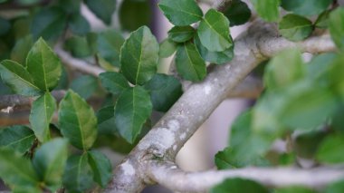 Küçük yapraklı bitki sapı