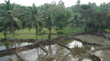 Etrafı uzun ağaçlarla çevrili pirinç tarlaları Jember şehrindeki bir kafe manzaralı.