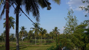 View of rice fields and coconut trees in the afternoon with a blue sky clipart