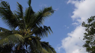Geniş hindistan cevizi ağacı yaprakları rüzgarda savruluyor mavi gökyüzüne karşı