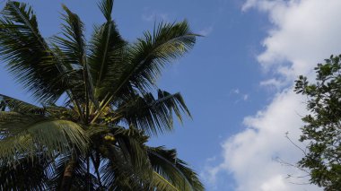 Geniş hindistan cevizi ağacı yaprakları rüzgarda savruluyor mavi gökyüzüne karşı
