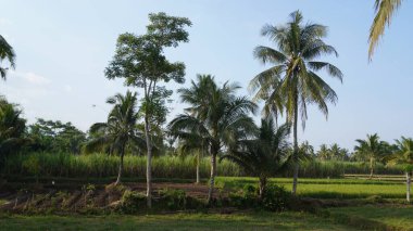 View of rice fields and coconut trees in the afternoon with a blue sky clipart