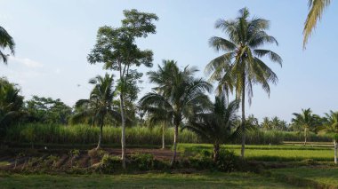 Öğleden sonra pirinç tarlalarının ve hindistan cevizi ağaçlarının mavi gökyüzü manzarası