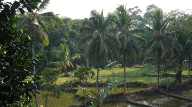 Öğleden sonraları geniş pirinç tarlaları ve uzun hindistan cevizi ağaçları Jember şehrindeki bir kafede görülür.