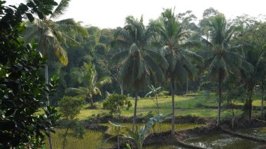Öğleden sonraları geniş pirinç tarlaları ve uzun hindistan cevizi ağaçları Jember şehrindeki bir kafede görülür.