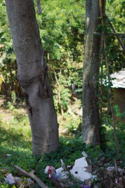 Çöpler dikkatsizce boş bir arsada büyük bir ağacın yanına atılmış.