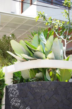 Muz bitkileri, bir evdeki modern minimalist bahçe için bir dekorasyondur.