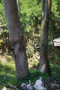 Çöpler dikkatsizce boş bir arsada büyük bir ağacın yanına atılmış.