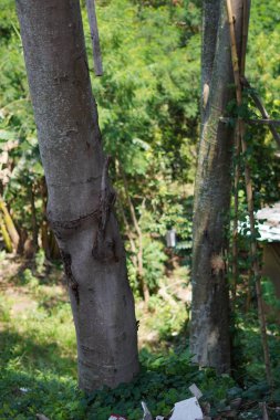 Çöpler dikkatsizce boş bir arsada büyük bir ağacın yanına atılmış.