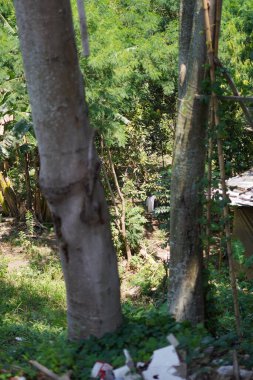 Çöpler dikkatsizce boş bir arsada büyük bir ağacın yanına atılmış.